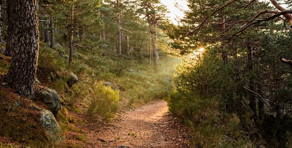 camino de navacerrada