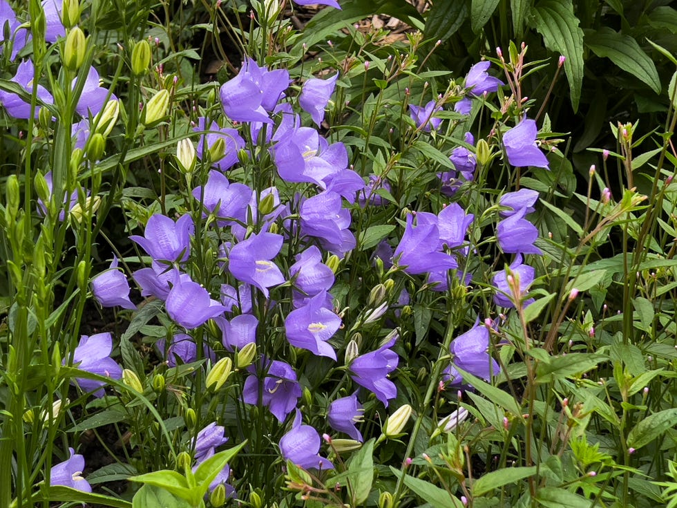 best perennials balloon flower