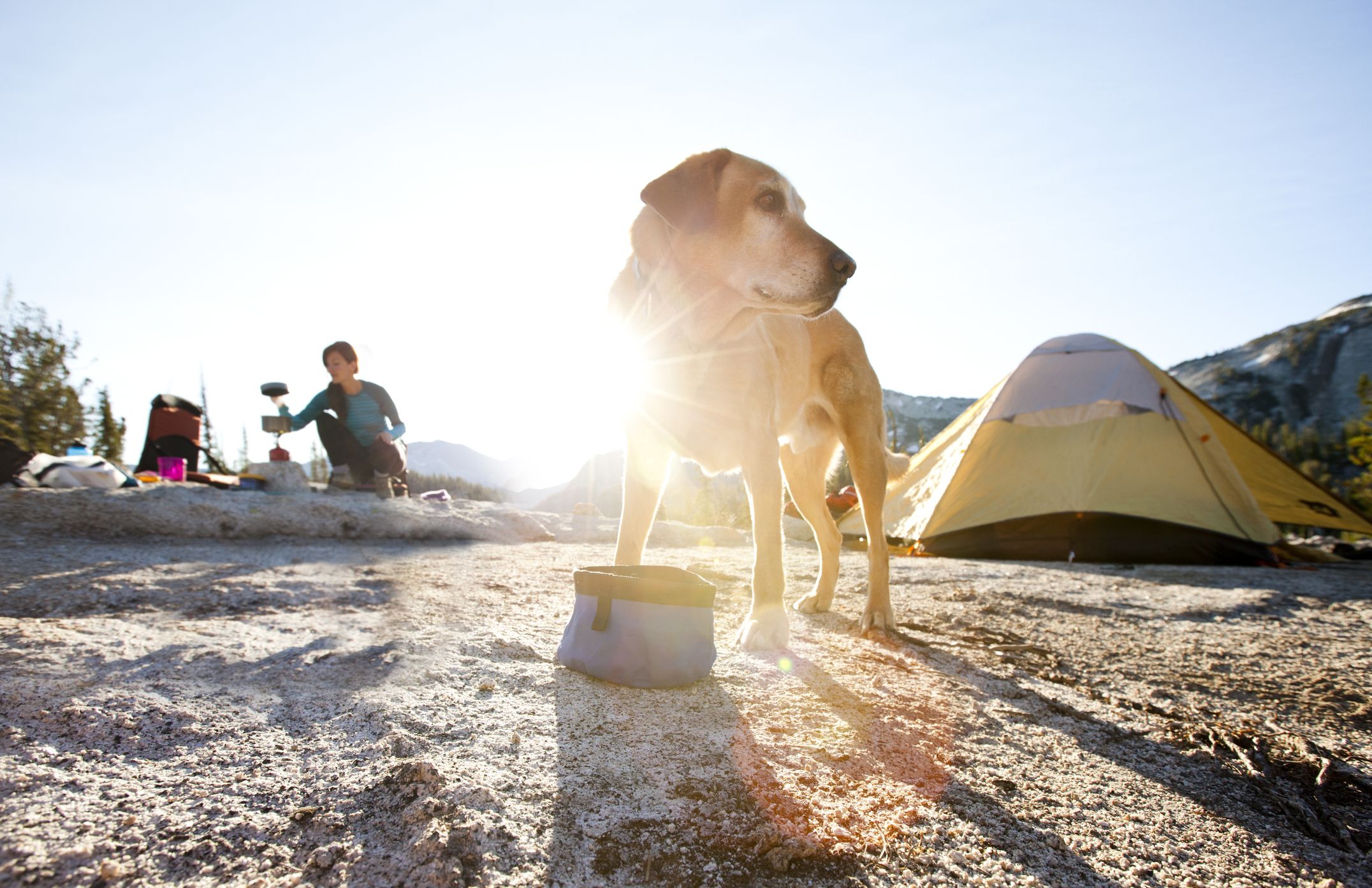 how do i keep my dog cool while camping