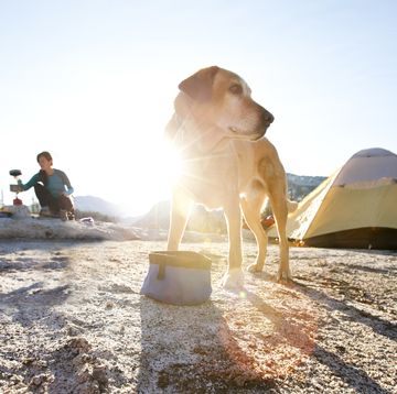 camping-with-dogs