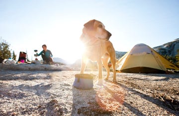 de camping con tu perro