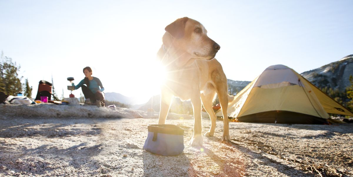 III. Choosing the Right Campsite for You and Your Dog