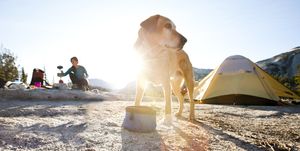 de camping con tu perro