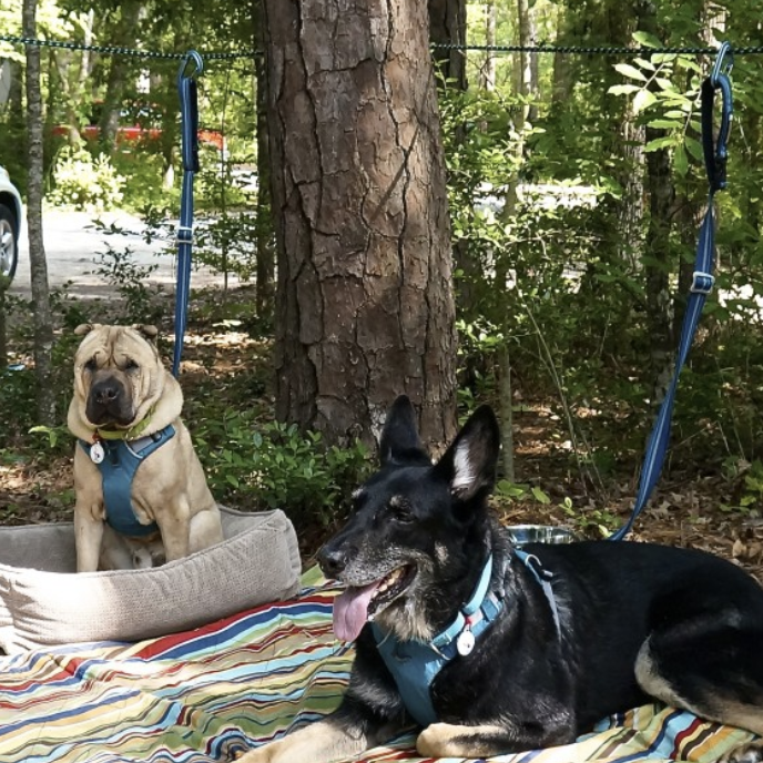 two dogs laying on blanket with leashes attached to zip line
