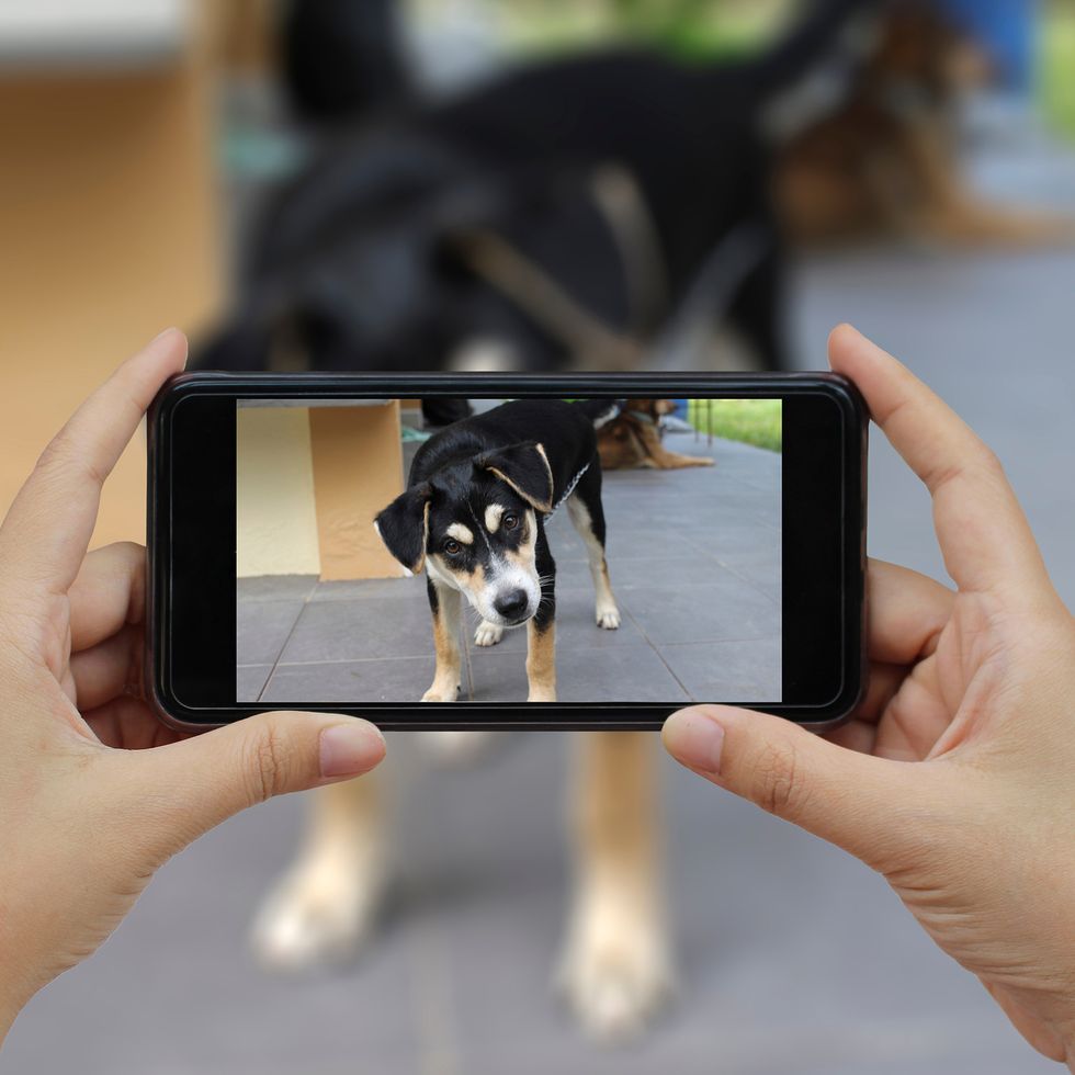person taking picture of their dog with a phone