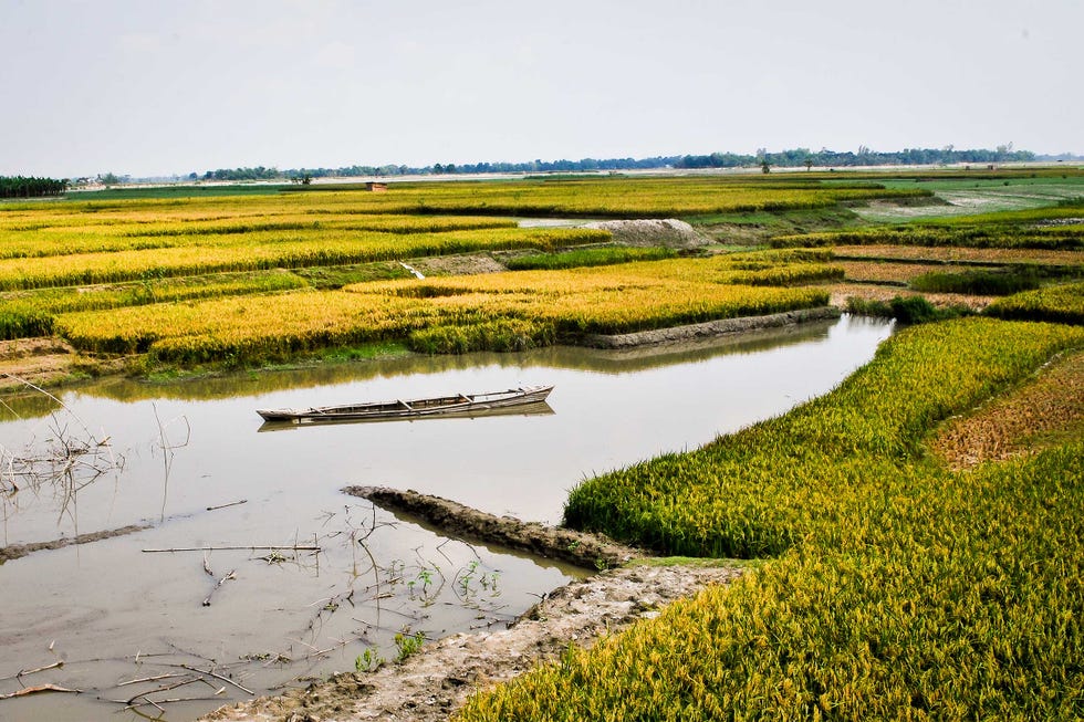campo de arroz