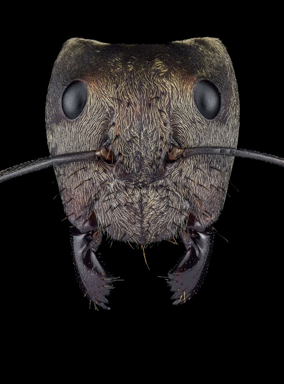 Camponotus sericeiventris  Mexico