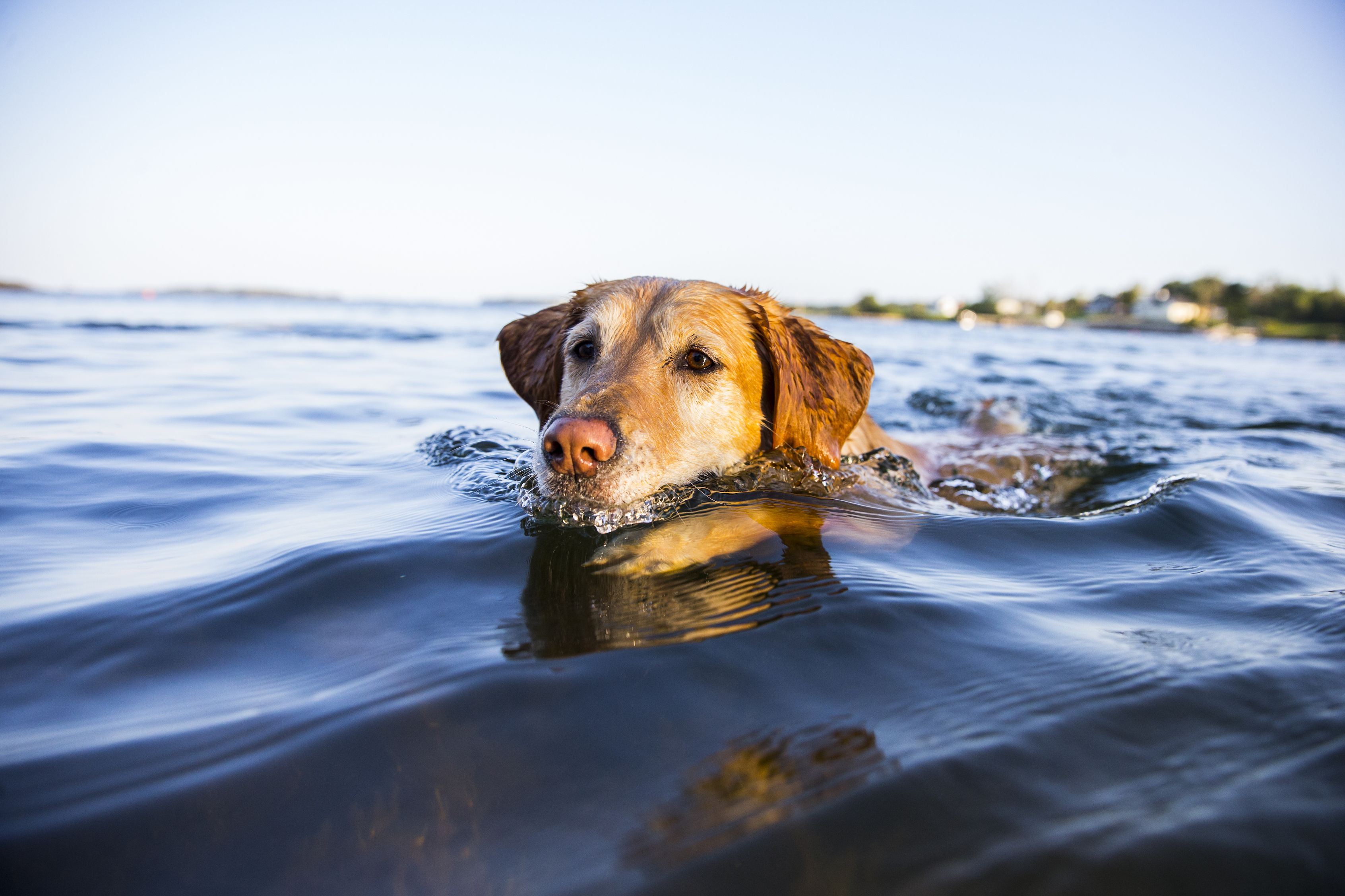 Dog drinking sales ocean water