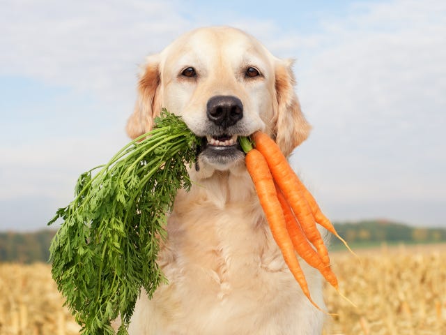 Can Dogs Eat Carrots? Are Carrots Safe For Dogs?