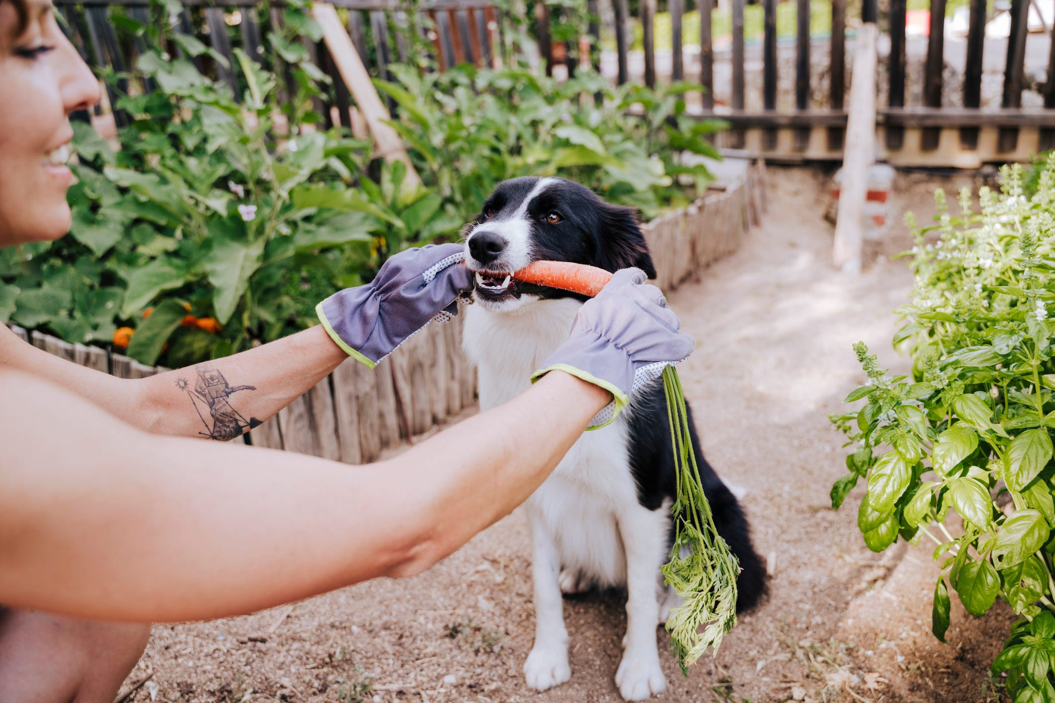 Can Dogs Eat Carrots? - Are Carrots Safe For Dogs?