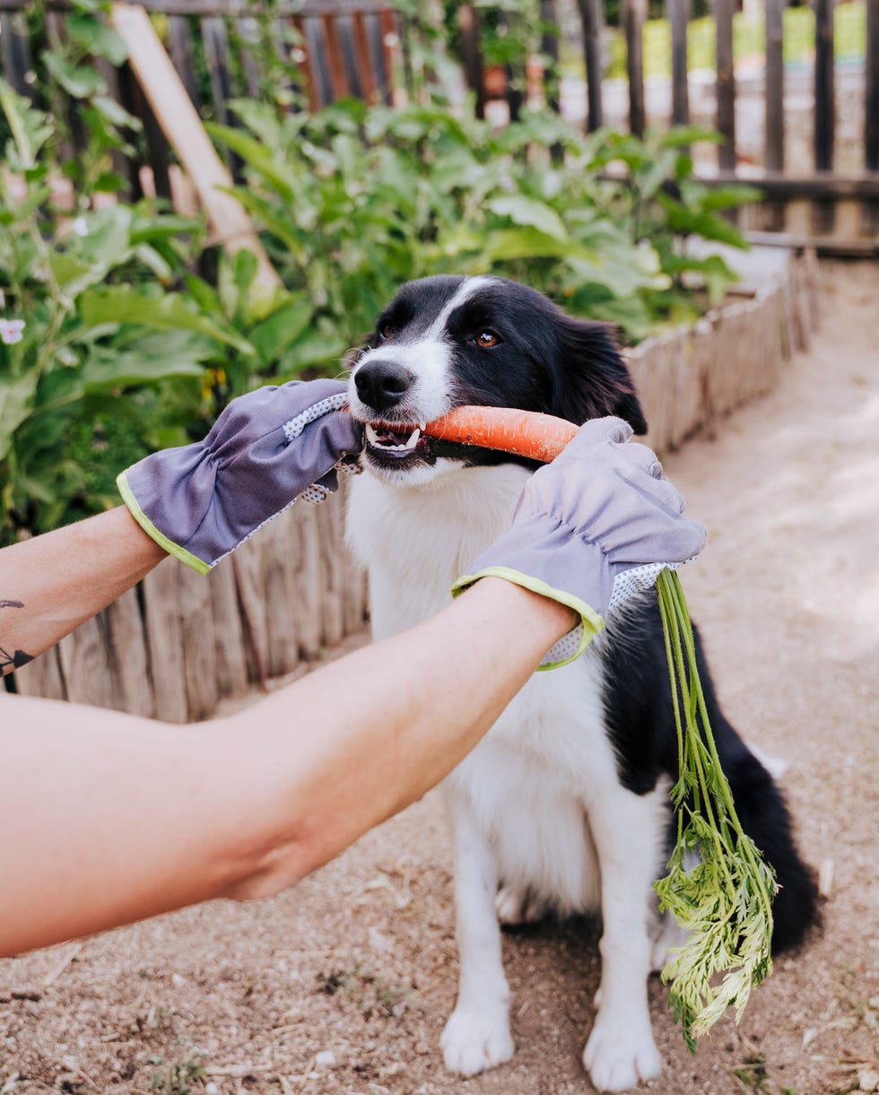 Can Dogs Eat Carrots Are Carrots Safe For Dogs can-dogs-eat-carrots-are-carrots-safe-for-dogs