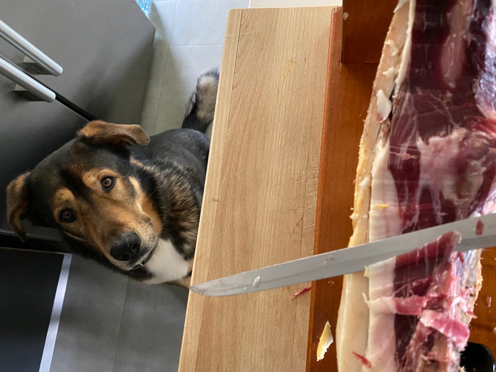 can-dogs-eat-ham-is-ham-safe-for-dogs