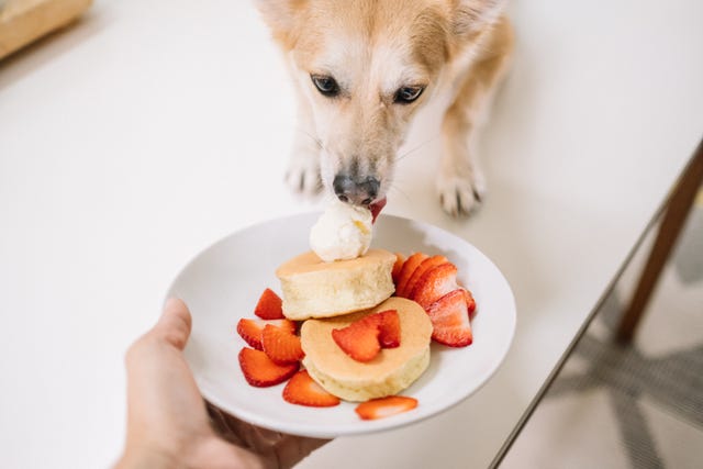 Can Dogs Eat Pancakes This Pancake Day?