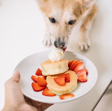 dog looking at whether he can eat a pancake