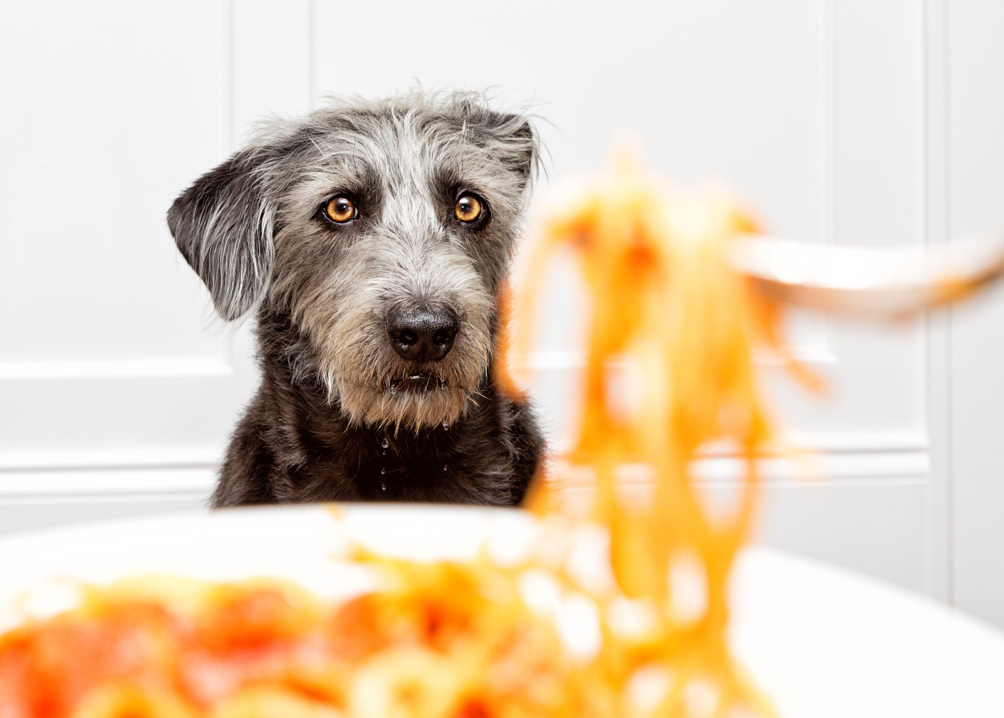 Is pasta shops ok for dogs