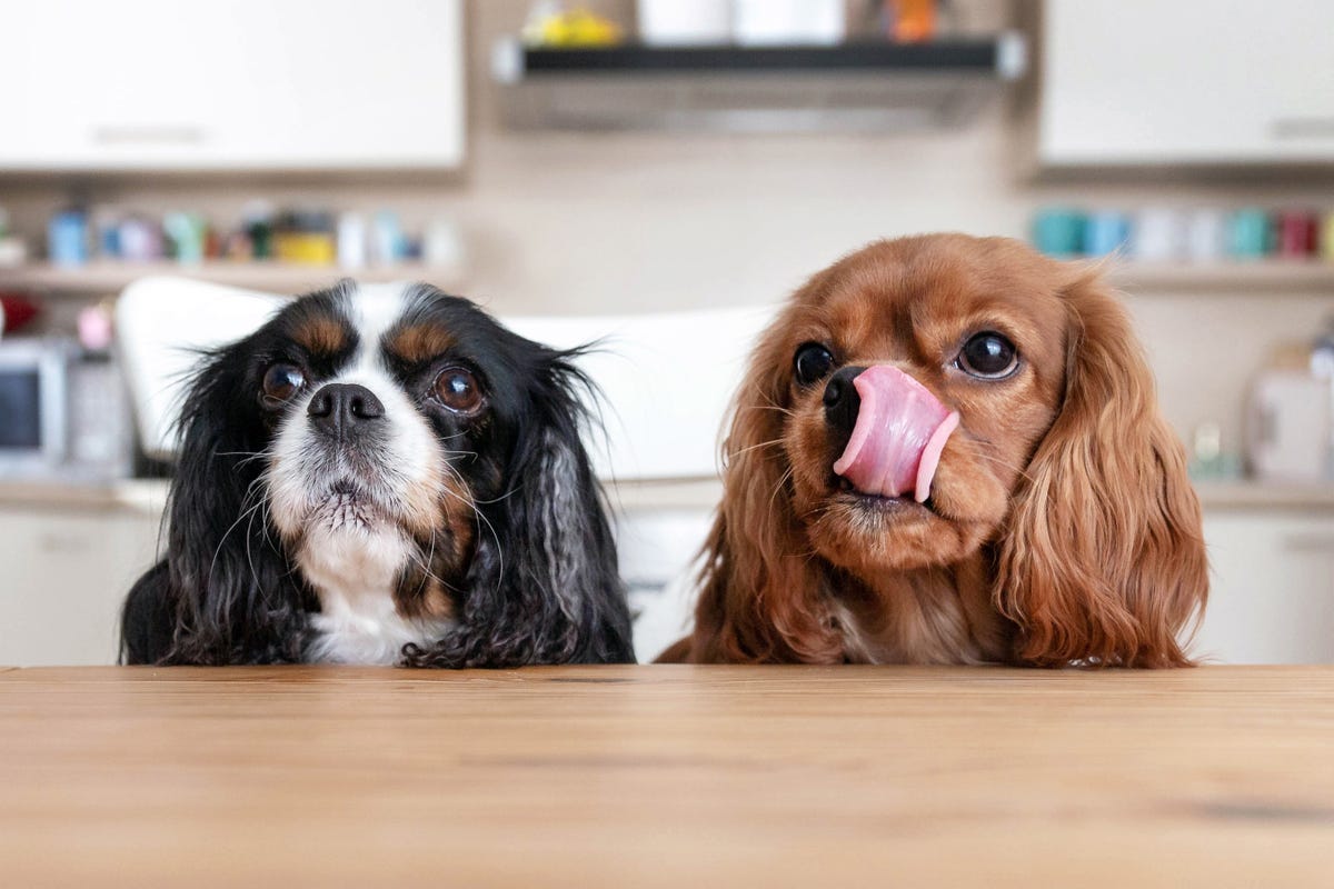 Dog Won't Give Up Trying to Eat Bone in Her Water Bowl [Video