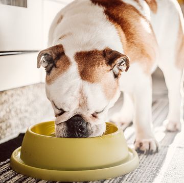 bulldog eating from a yellow bowl