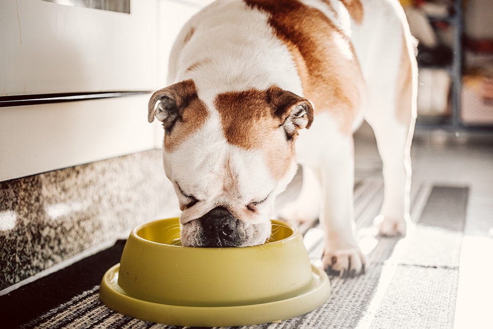 are sweet potatoes bad for dogs