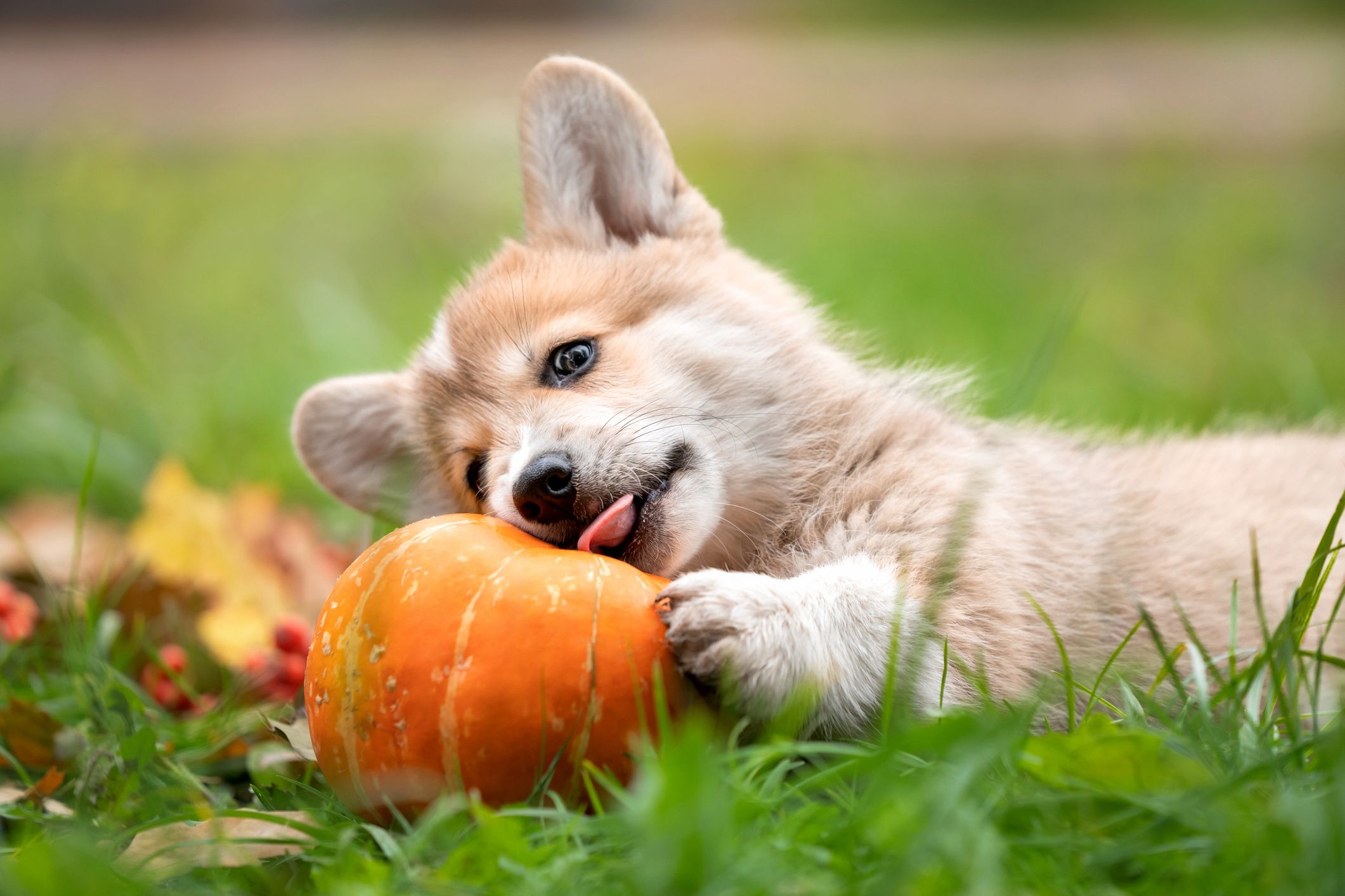 Can a dog have pumpkin best sale