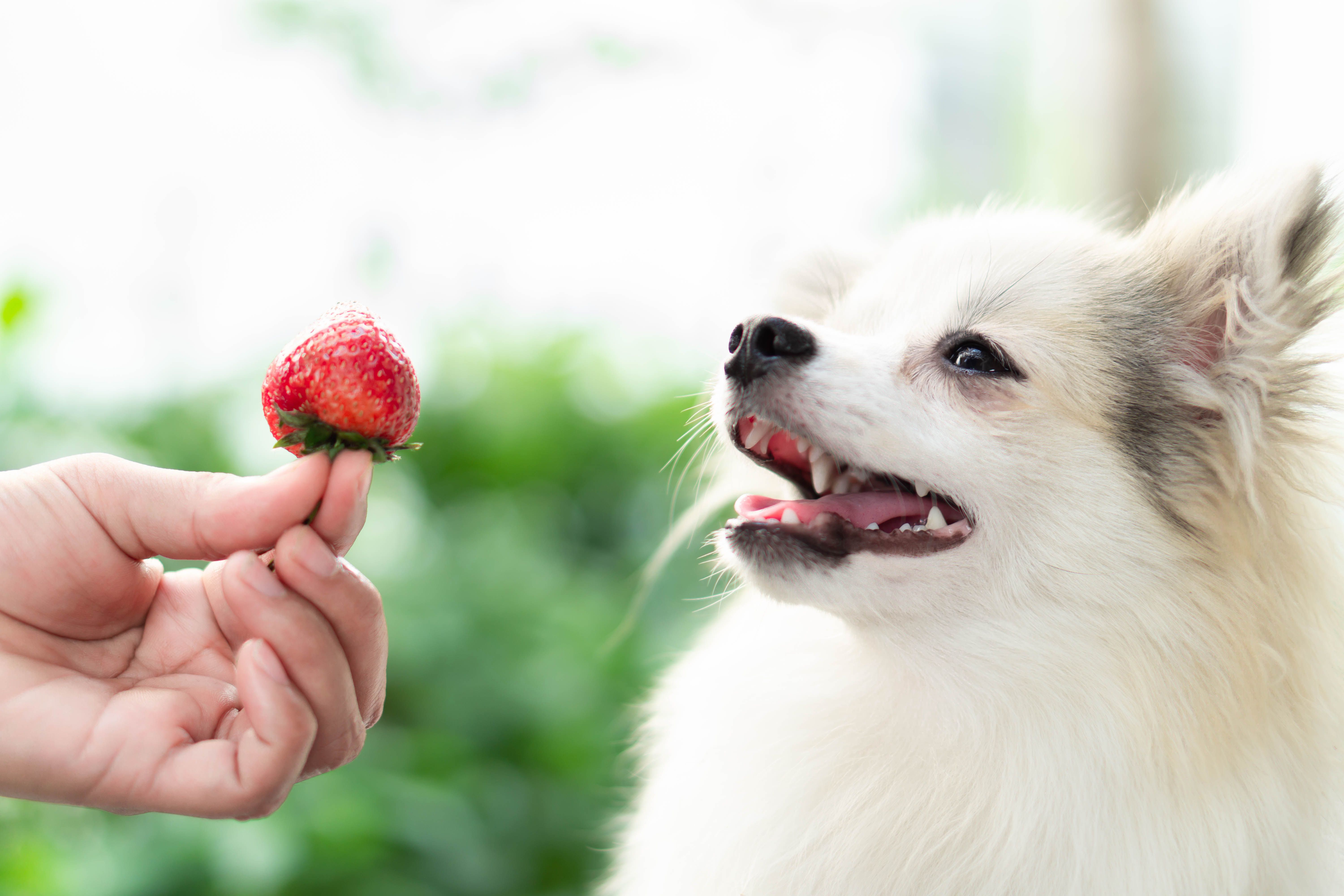 Можно собакам клубнику. Собака с клубникой. Собачка ест клубнику. Картинка собака фрукт. Щенок фрукты.