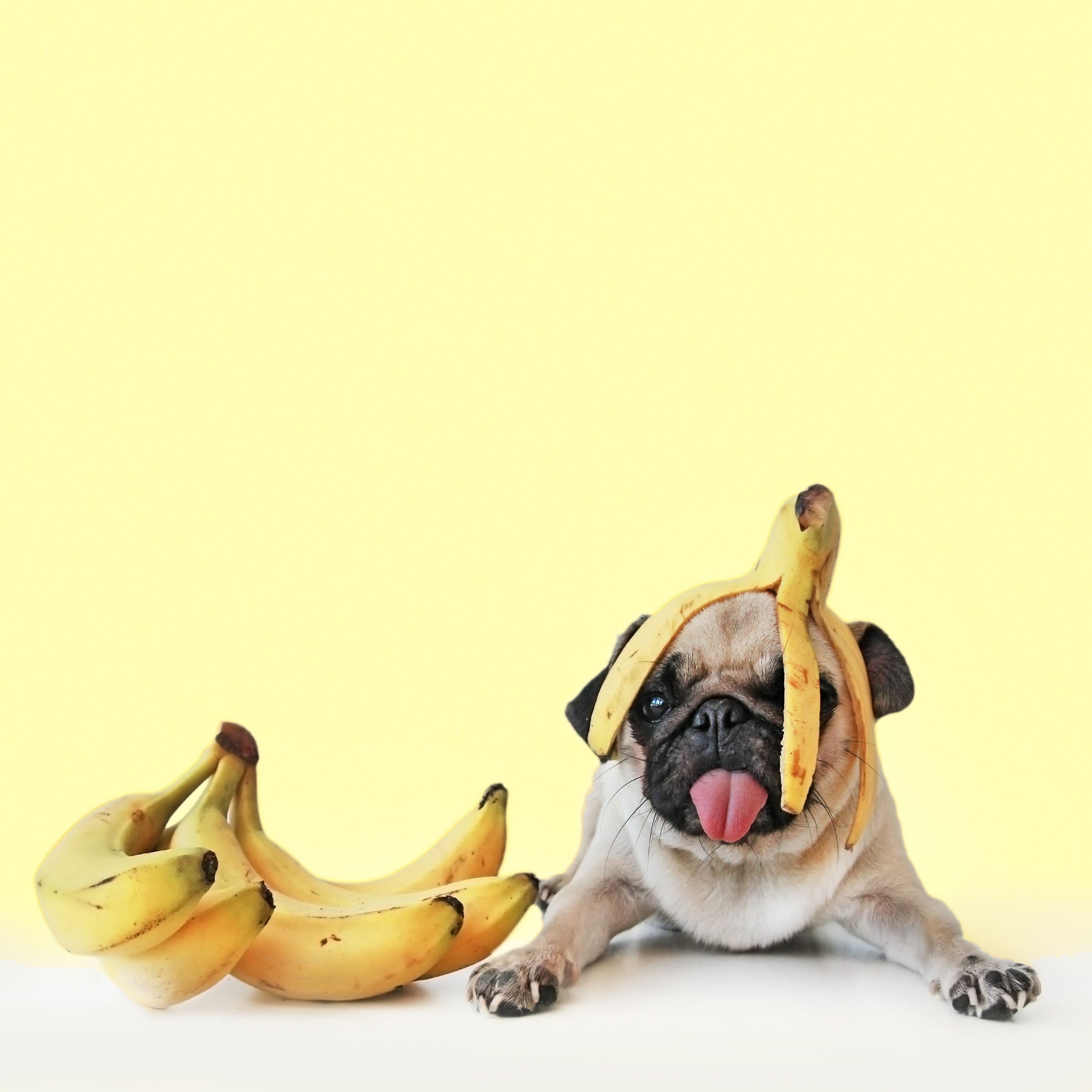 Can i give shop banana to my dog