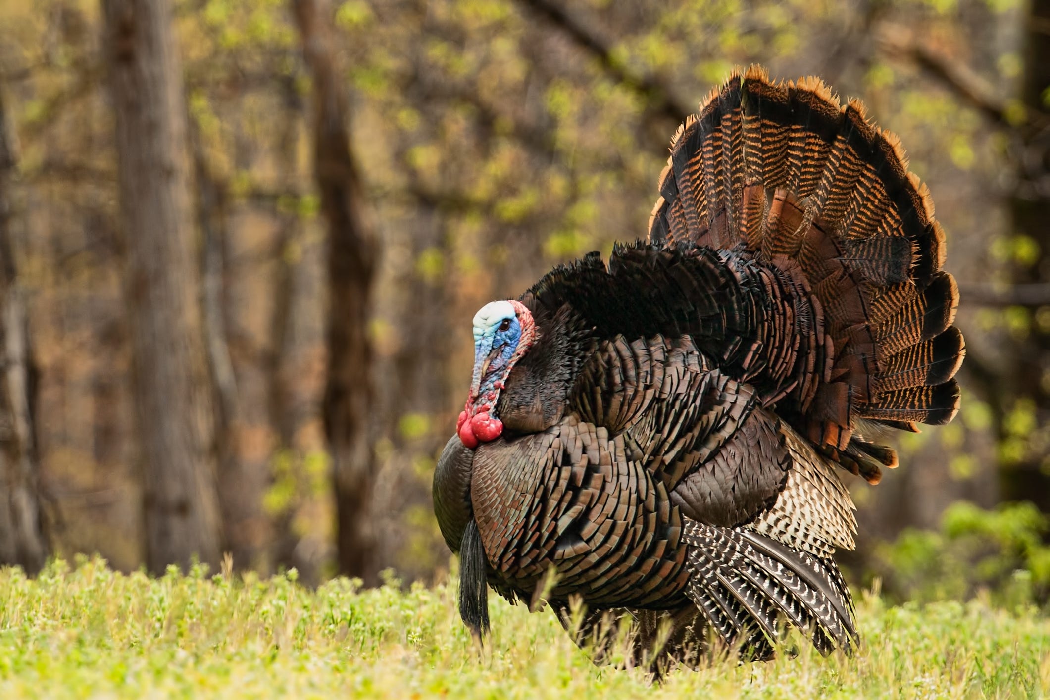 Can Turkeys Fly? What to Know About the Thanksgiving Bird