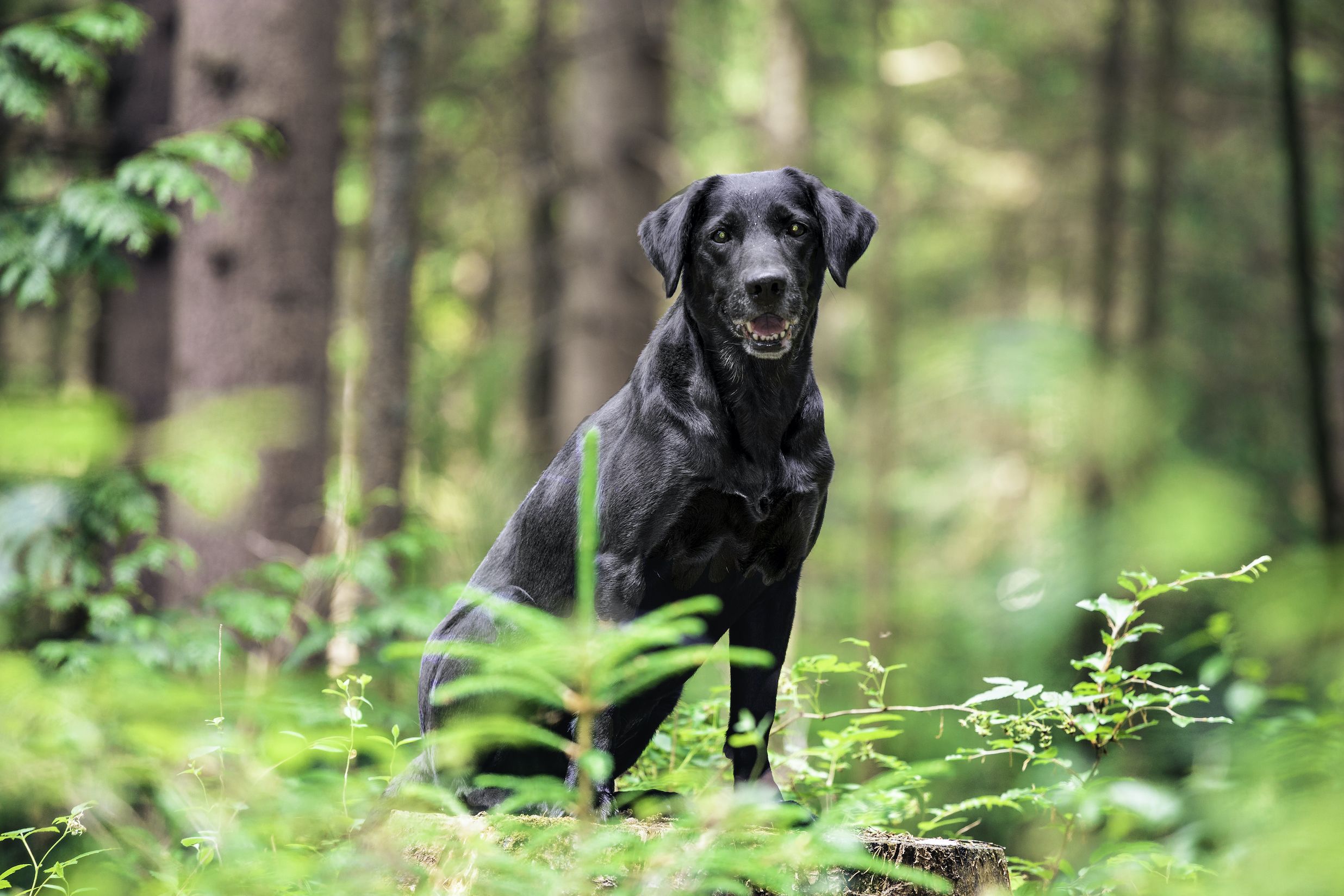 Dog for adoption - Kilo, a Hound & Labrador Retriever Mix in Media, PA