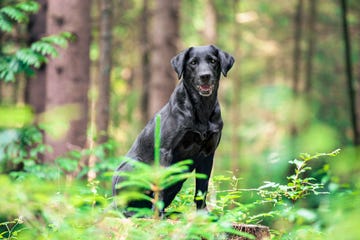 descubre si puedes dar paracetamol a un perro y cuál es el mejor analgésico para mascotas