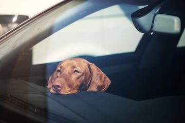 dog left alone in the car