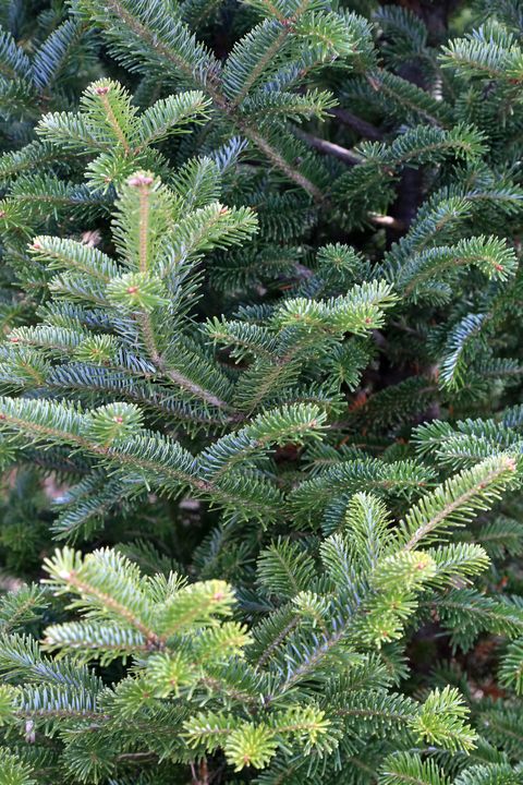 canaan fir types of christmas trees