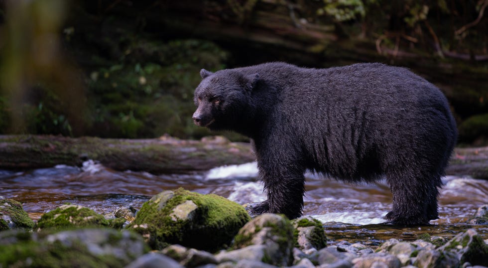 a black bear standing in a stream surrounded by mossy rocks