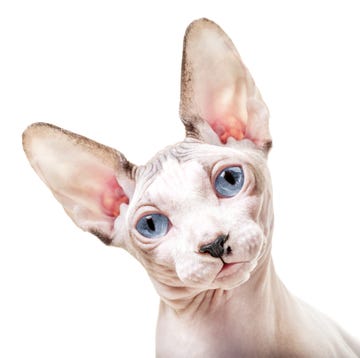 Canadian Sphynx cat with tilted head Canadian Sphynx cat with tilted head