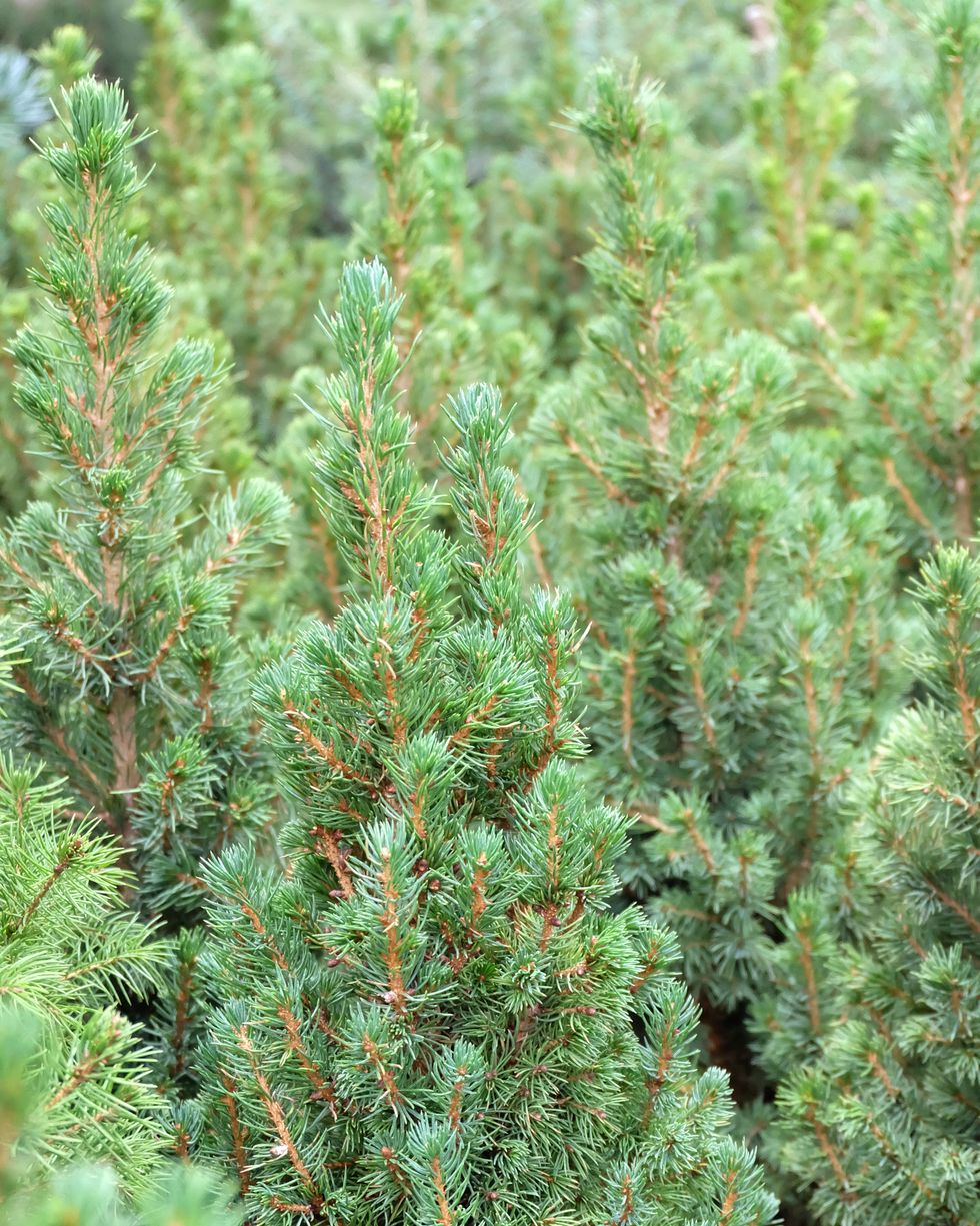 best evergreens spruce