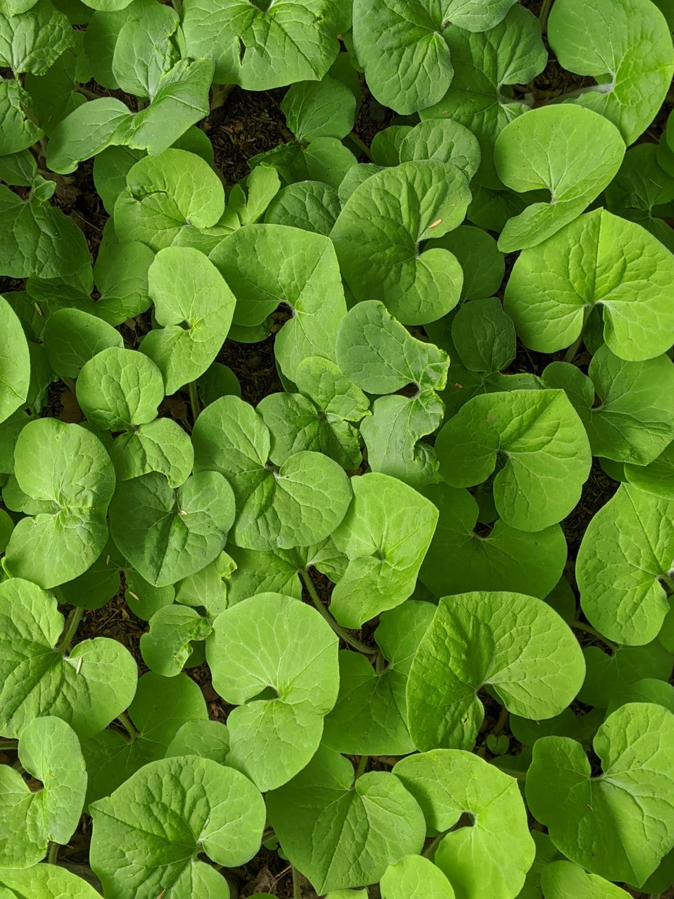 canadian wild ginger