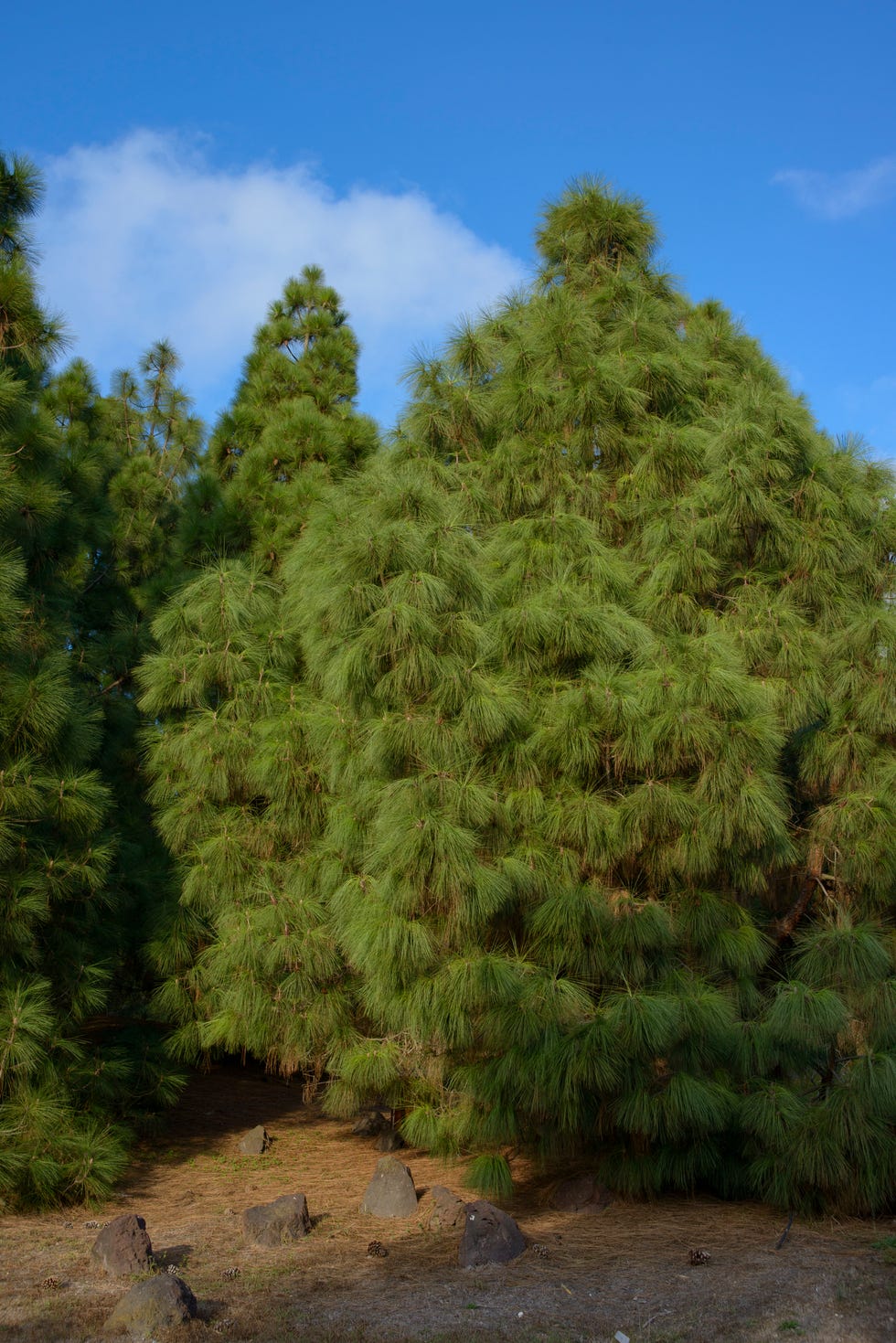 Canary Islands Pine Tree