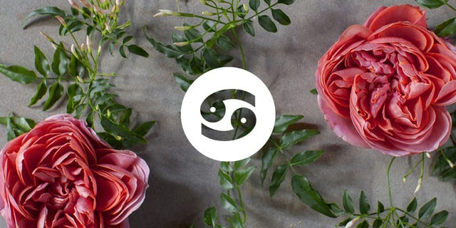 Flower, Pink, Garden roses, persian buttercup, Rose, Red, Plant, Rose family, Cut flowers, Petal, 