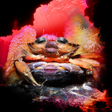 a sexy crab with human lips puckered