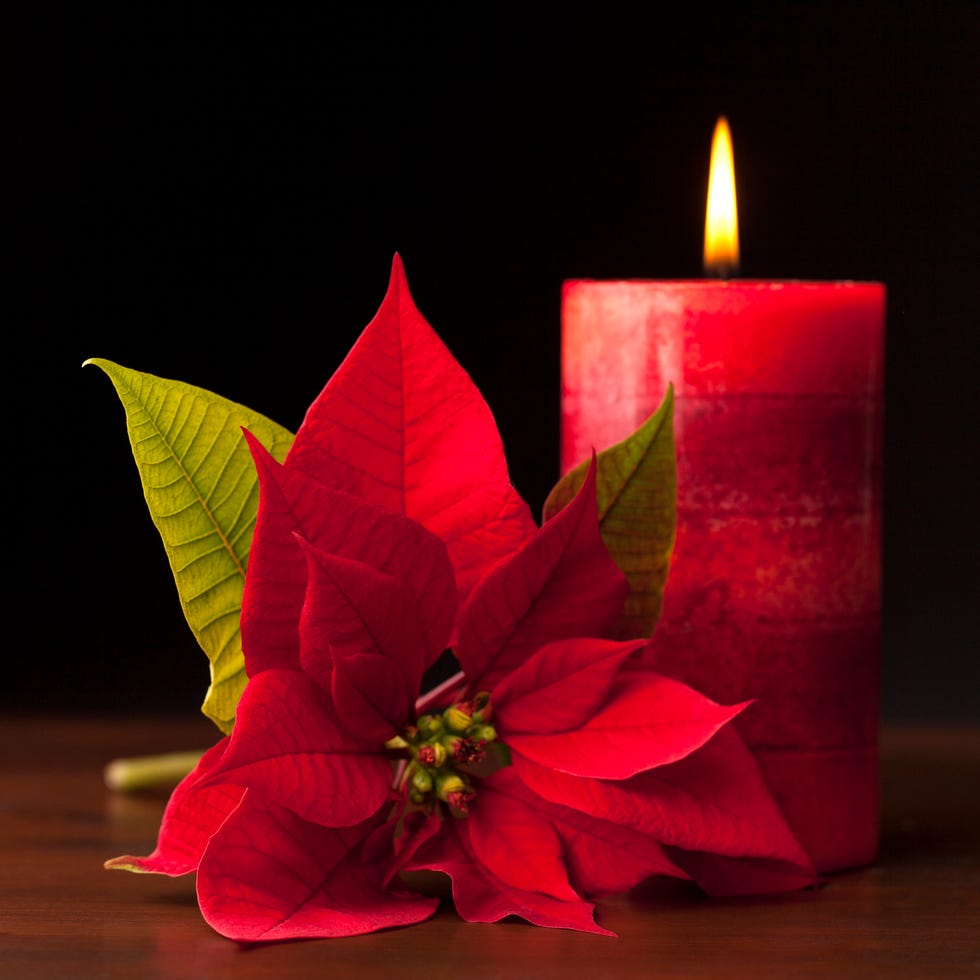 Christmas symbols - Candle with Poinsettia in the Foreground