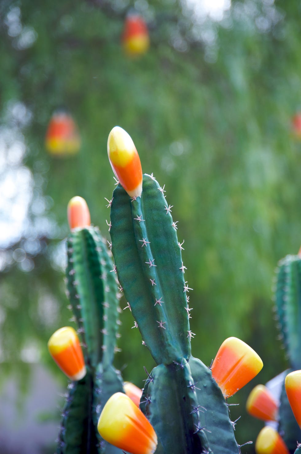 Candy corn in Halloween