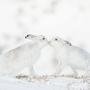 a couple of white animals in the snow