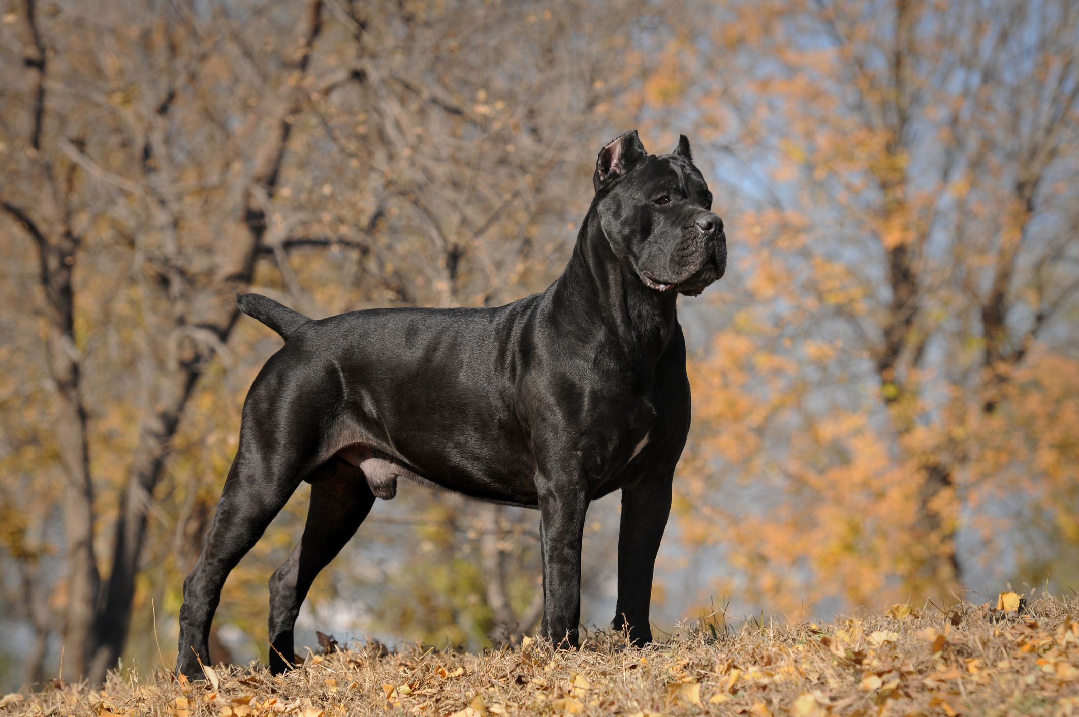 10 popular best sale dog breeds