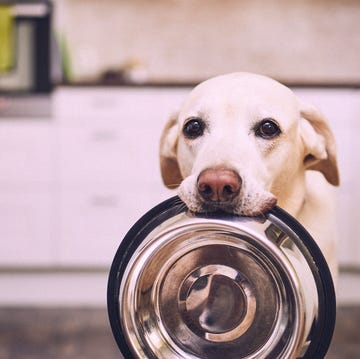 Dog, Canidae, Dog breed, Snout, Nose, Carnivore, Sporting Group, Puppy, Smile, Companion dog, 