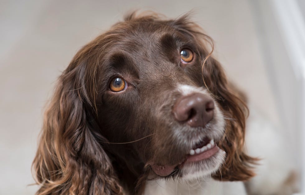 Dog, Mammal, Vertebrate, Dog breed, Canidae, Small münsterländer, Carnivore, Spaniel, German spaniel, German longhaired pointer, 