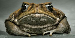 Cane toad (bufo marinus), close-up