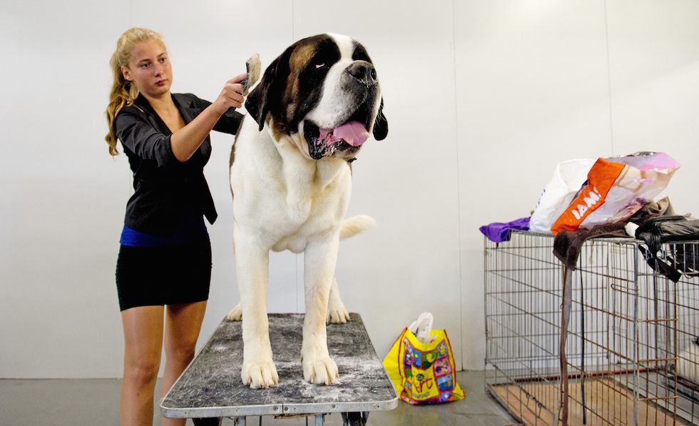 Dog, Dog breed, Canidae, Giant dog breed, Moscow watchdog, St. bernard, Carnivore, Working dog, Sporting Group, Guard dog, 