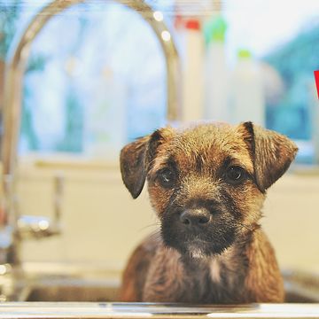 Border Terrier Puppy Having a Bath