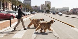 Dog, Canidae, Road, Dog walking, Leash, Sporting Group, Infrastructure, Dog breed, Companion dog, Carnivore, 