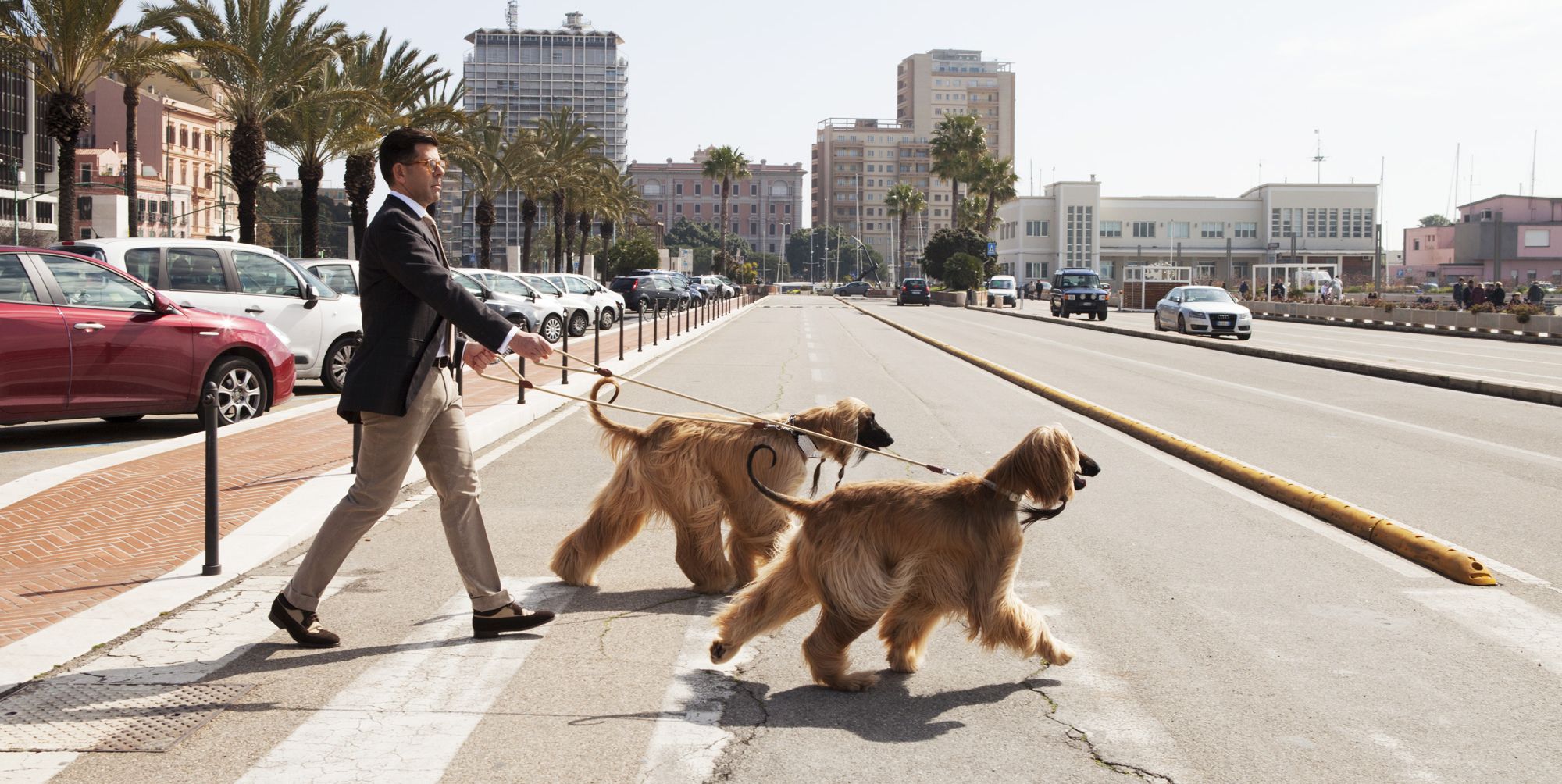 Dog, Canidae, Road, Dog walking, Leash, Sporting Group, Infrastructure, Dog breed, Companion dog, Carnivore, 