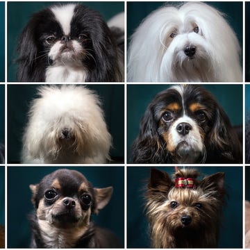 Dog, Mammal, Vertebrate, Dog breed, Canidae, Löwchen, Tibetan terrier, Havanese, Companion dog, Carnivore, 