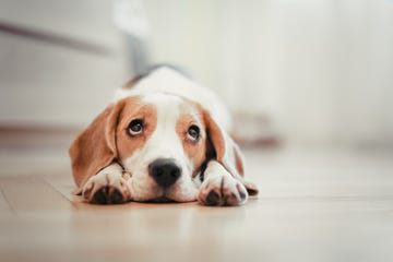 Beagle puppy lying down